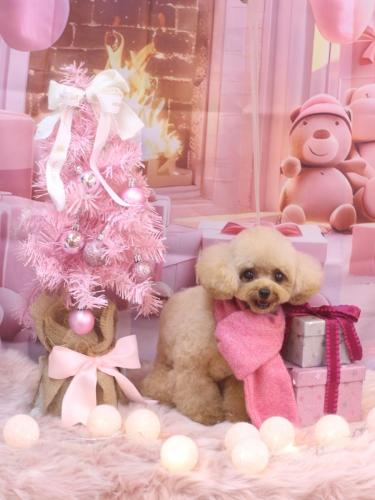 20241226ラブちゃん